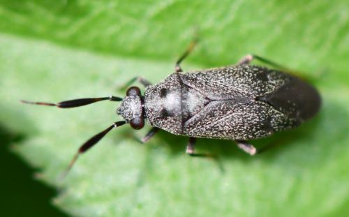 Réf. 256 956 : Heterocordylus sp.